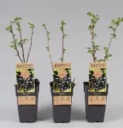 Ribes nigr.  Ben Nevis  / 2 Ltr, rosepot