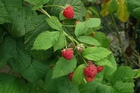 Rubus  Thornless Boysenberry  / P15