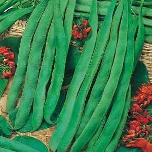 UK/FO-RUNNER BEAN Scarlet Emperor