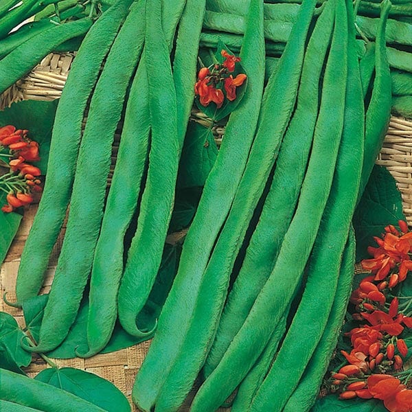 UK/FO-RUNNER BEAN Scarlet Emperor