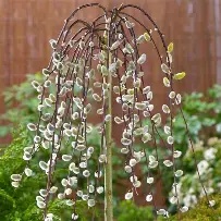 Salix Caprea Pendula (Willow)