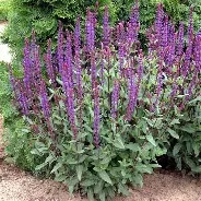 Salvia nemorosa  Caradonna