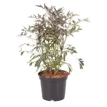 SAMBUCUS BLACK LACE