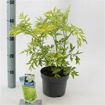 SAMBUCUS GOLDEN TOWER
