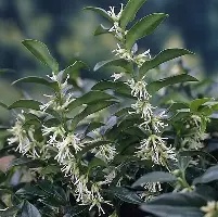 Sarcococca hookeriana