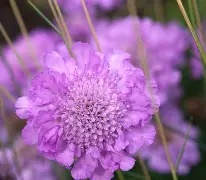 Scabiosa