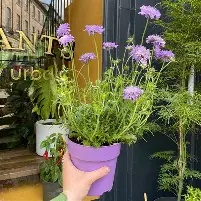 Scabiosa  Butterfly Blue