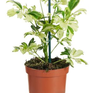 Schefflera arb.  Janine  / P8