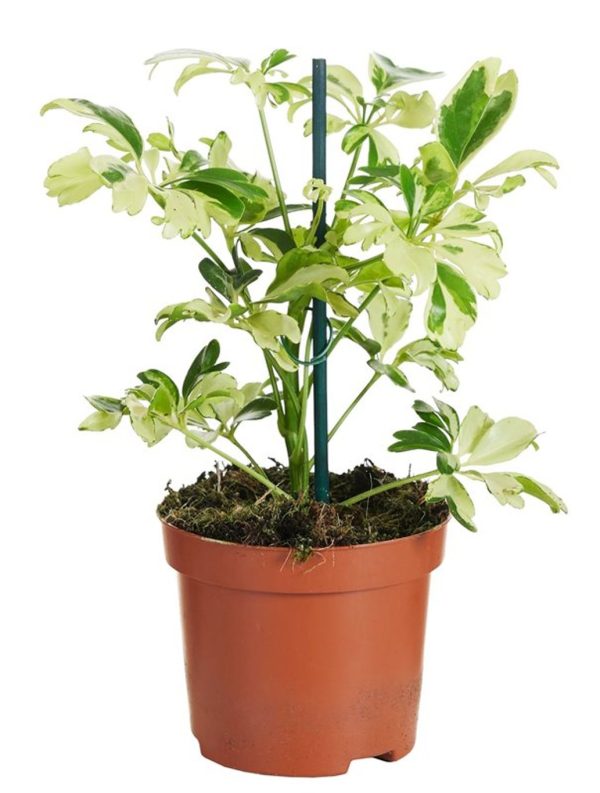 Schefflera arb.  Janine  / P8