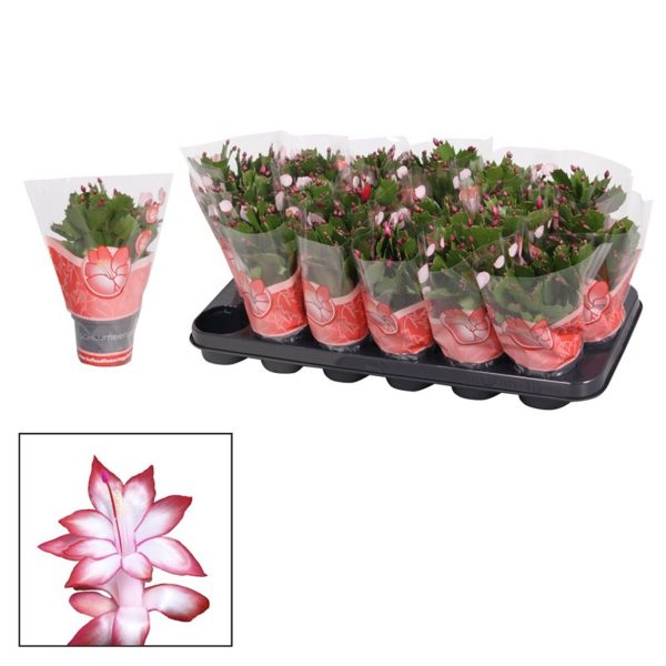 Schlumbergera mix / P13