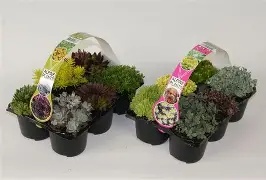 Sedum mix / 6-pack(7cm pot)