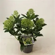 Skimmia jap.  Fragrant Cloud  / 1.5 Ltr pot