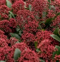 Skimmia Rubella