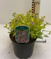 SPIREA GOLDEN PRINCESS