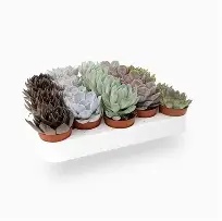 Succulent  6 varieties  mix / P8.5