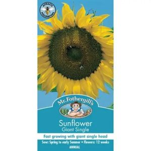 UK/FO-SUNFLOWER Giant Single