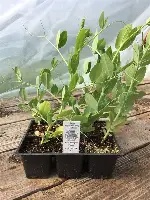 Sweet Pea - Small Pot