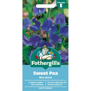 UK/FO-SWEET PEA Blue Velvet