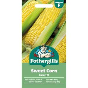 UK/FO-SWEET CORN Galaxy F1