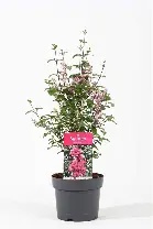Syringa meyeri  Little Rosie  / 3 Ltr pot