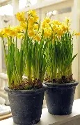 Tete a Tete Potted (5 Bulb pot)