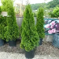 Thuja Emerald