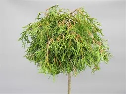 Thuja plicata  Kager s Beauty  / 60 CM STEM C15