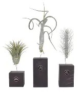 Tillandsia Burnt Wood Trio