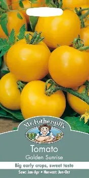 UK/FO-TOMATO Golden Sunrise