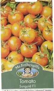 tomato20sungold.jpg UK/FO-TOMATO Sungold F1