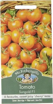 UK/FO-TOMATO Sungold F1