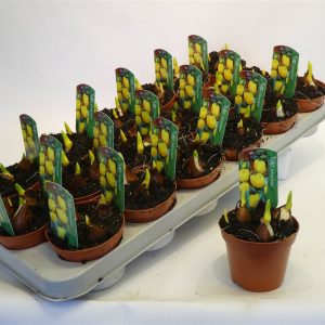 Tulipa  Yellow Baby  / P9