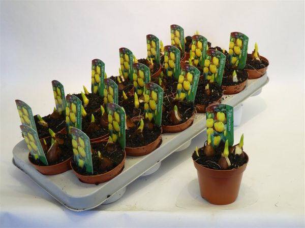 Tulipa  Yellow Baby  / P9