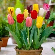 Tulip - Venus (3/4 Bulbs/Pot)