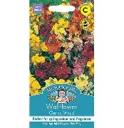 UK/FO-WALLFLOWER Choice Mix