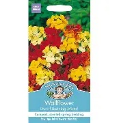 UK/FO-WALLFLOWER Dwarf Bedding Mix