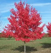 Acer rubrum Summer Red