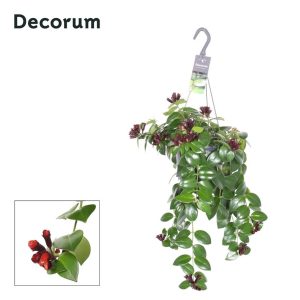 Aeschynanthus  Mona Lisa  / P18, hanging pot