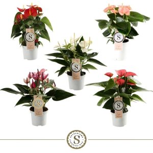 Anthurium  Champion  5 clr.mix / P9