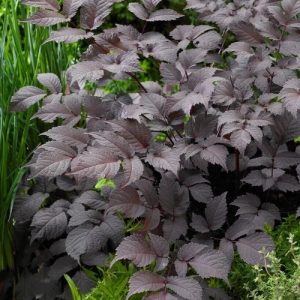 Astilbe chocolate Shogun