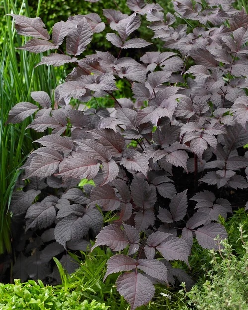 Astilbe chocolate Shogun