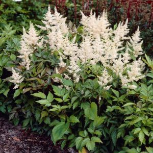 Astilbe Gladstone