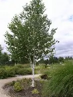 BETULA JACQUEMONTII - White Birch