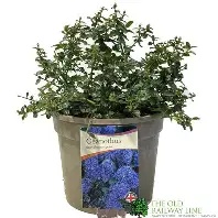 CEANOTHUS REPENS