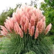 CORTADERIA PINK FEATHER