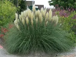 CORTADERIA SELLOANA PUMILA