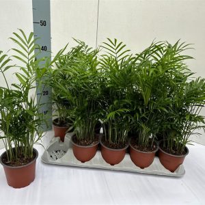 Chamaedorea elegans² / P17