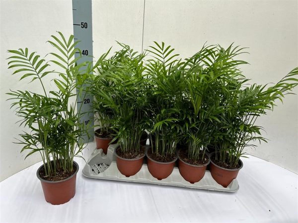 Chamaedorea elegans² / P17