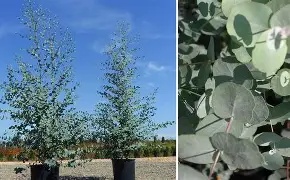 EUCALYPTUS GUNII