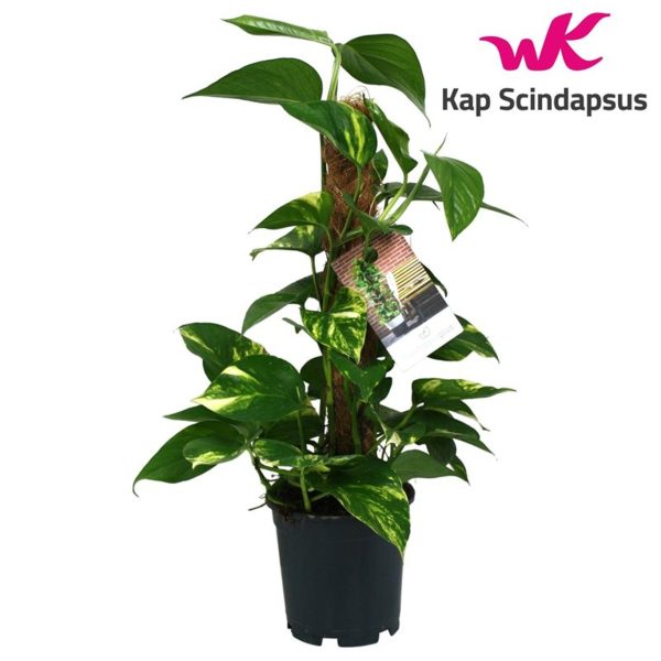 Epipremnum20mix.jpg Epipremnum pinnatum / P15 + mosspole